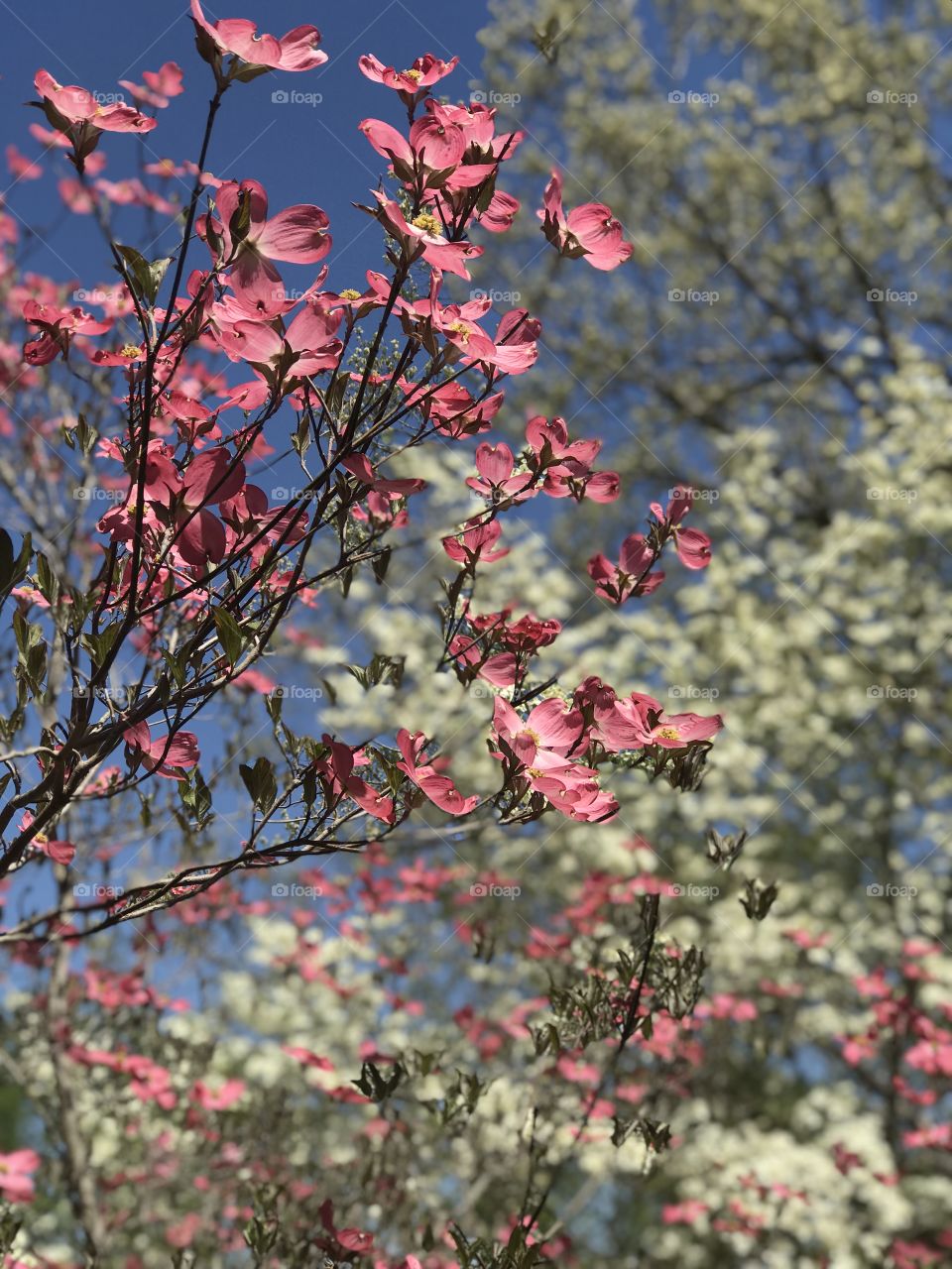 Capturing the DogWood Tree bloom beautifully on this beautiful, warm, Sunny Southern Day. 