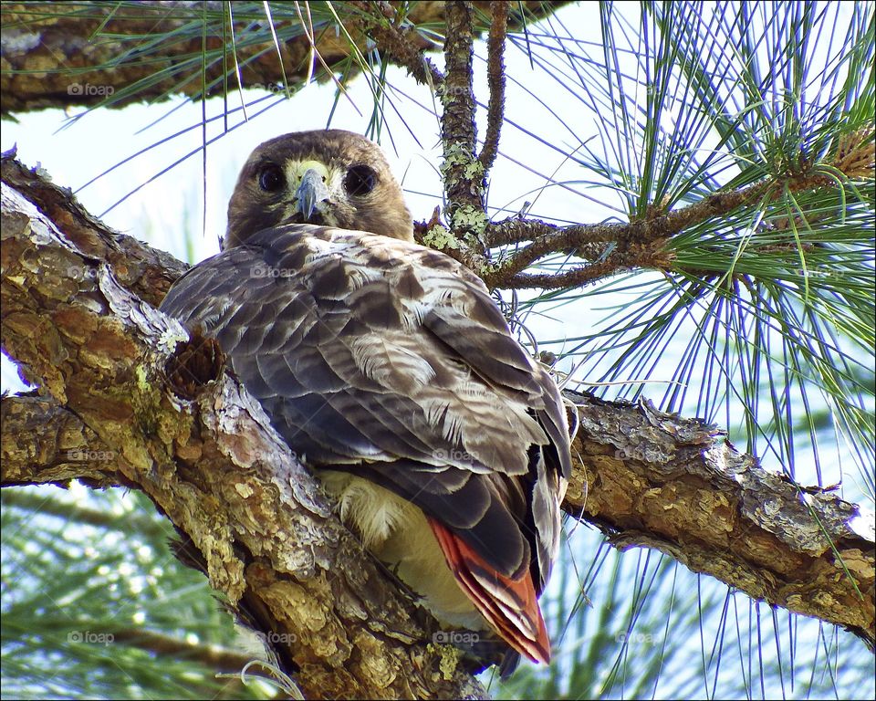 Baby Red tailed hawk blending in with the trees waiting for his Mom.