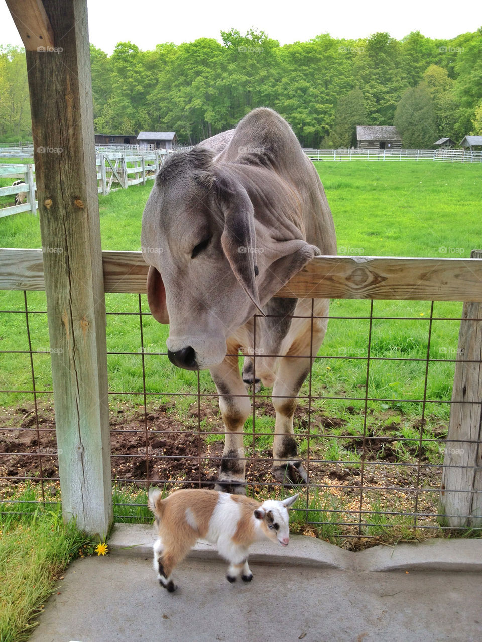 Cow and kid goat at farm