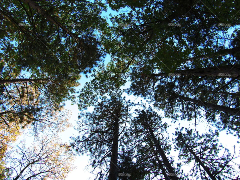 Pine trees overhead 