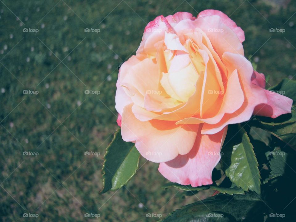 A rose with soft shades mainly edited with ollie filter ... shooted focused on foreground