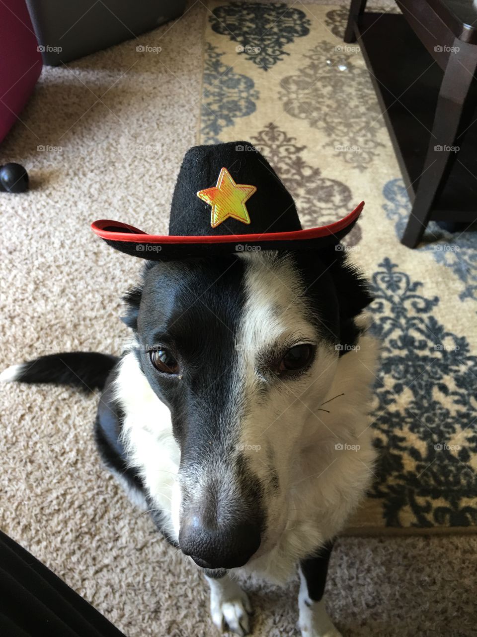 Dog with hat