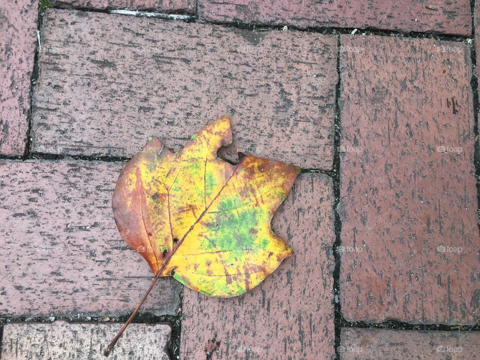 One leaf and a lot of hope 