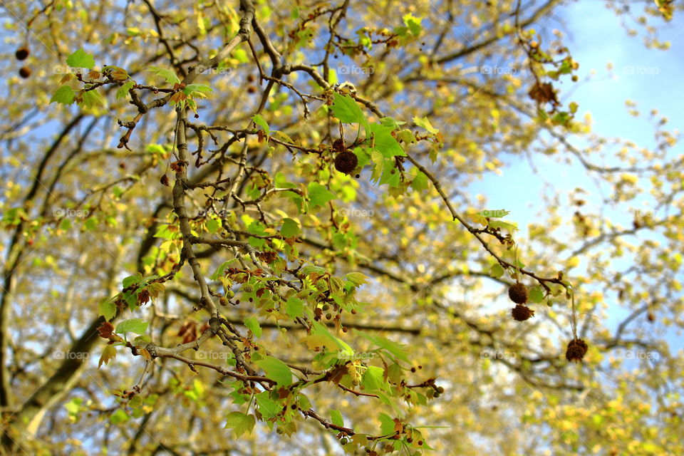 fruit of the tree