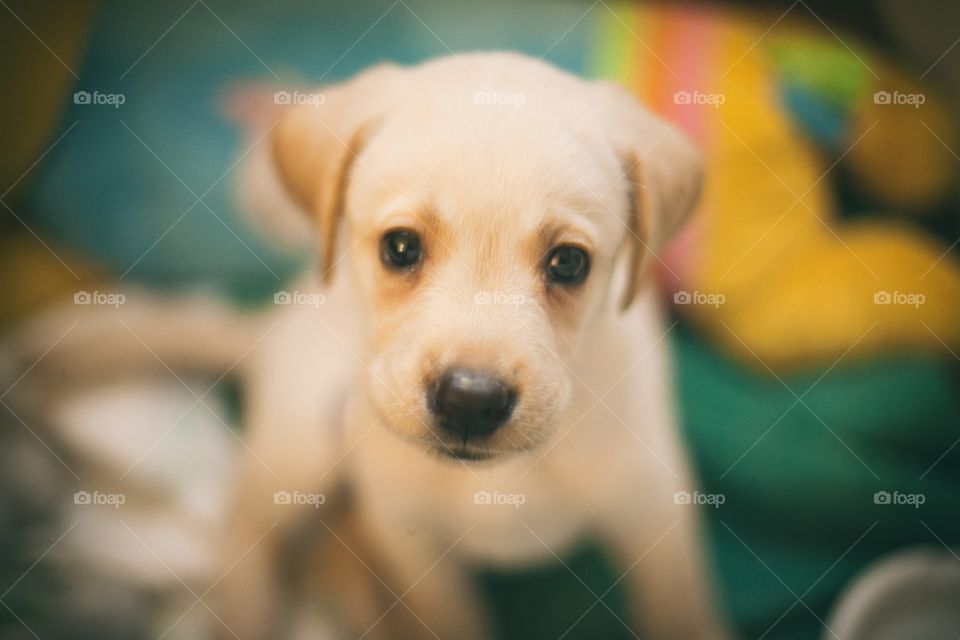 Labrador puppy looking at camera