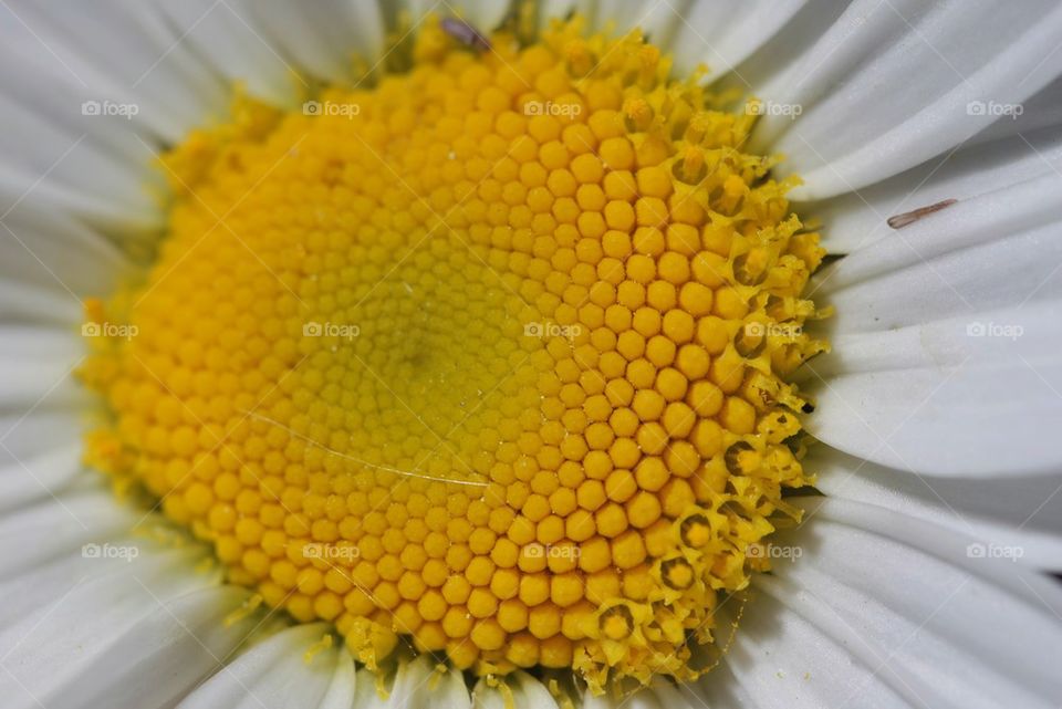 Sunflower Close Up