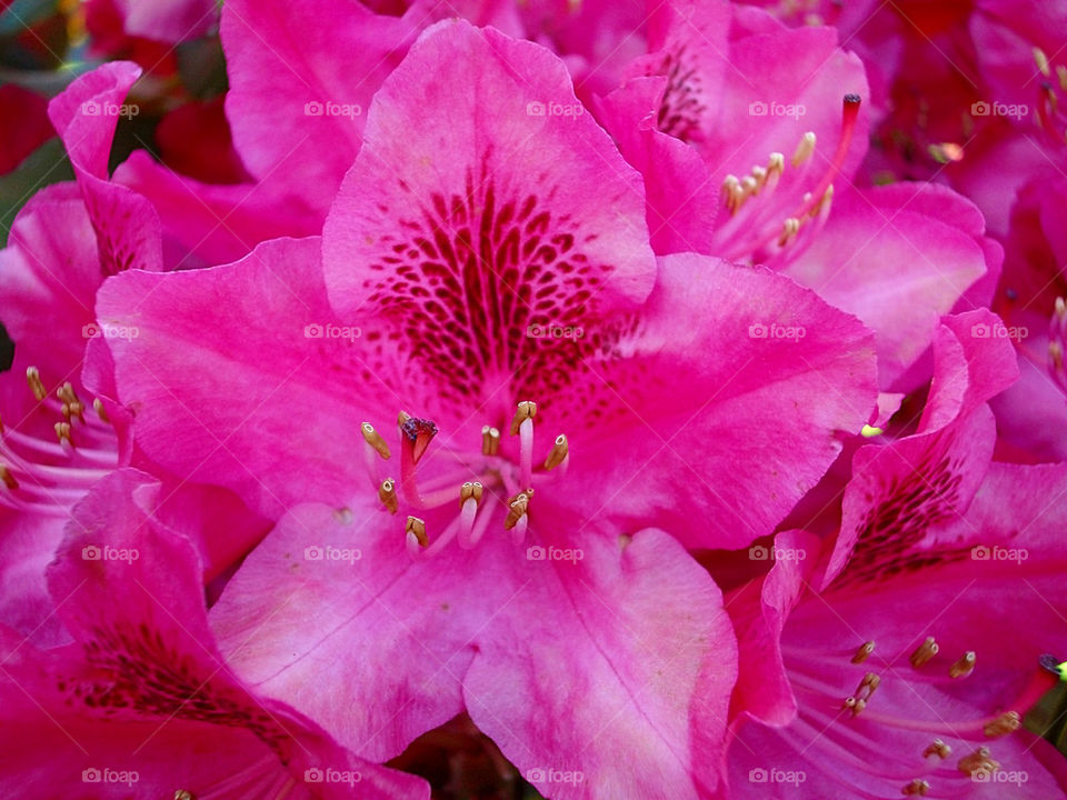 Rhododendron flower