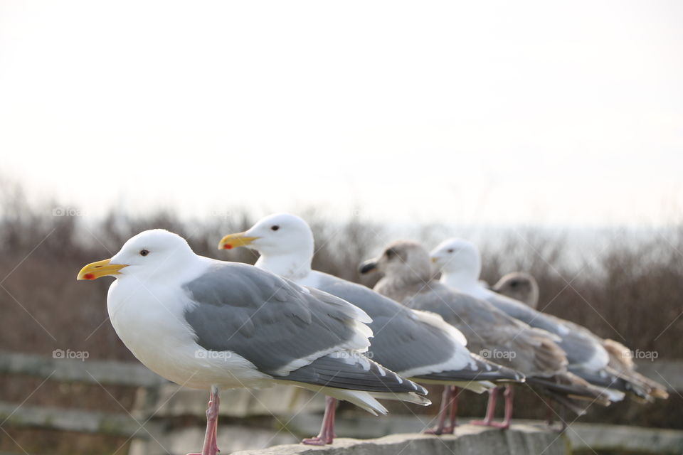 Seagulls on a fence