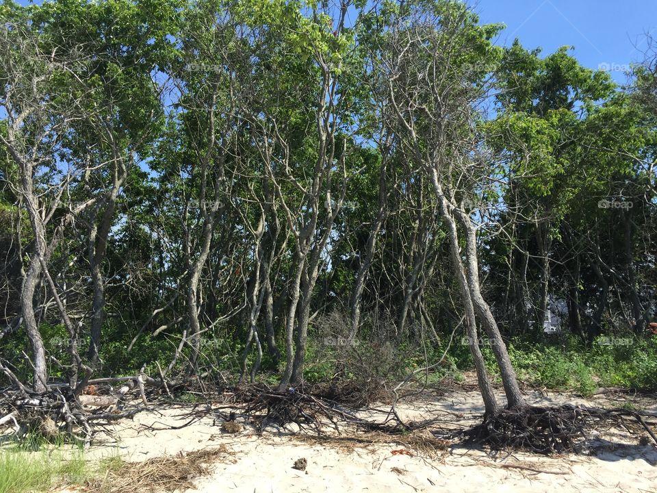 Forest in every season