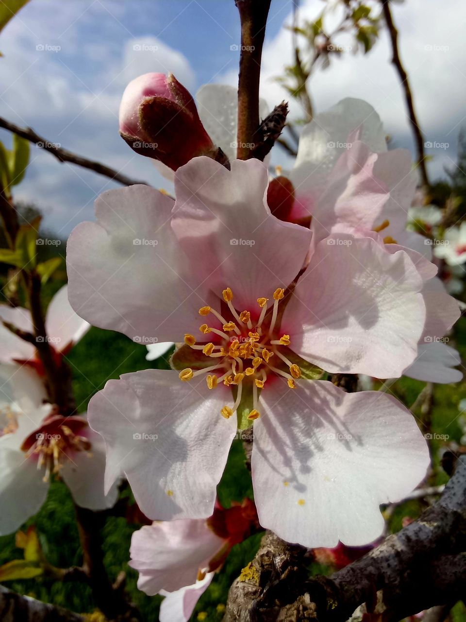 Almond tree