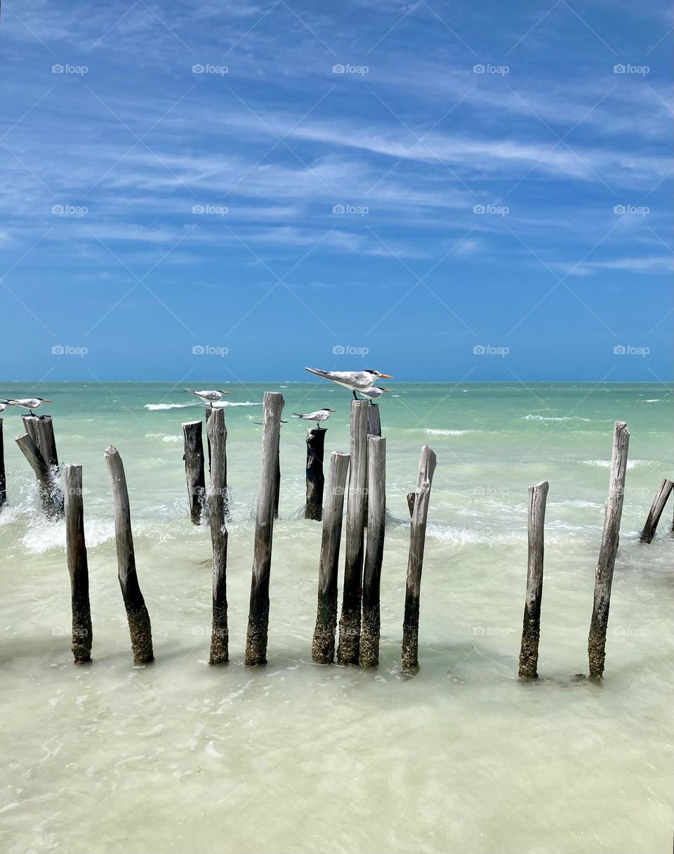 A flock of Royal Terns on post leaning into the strong wind.