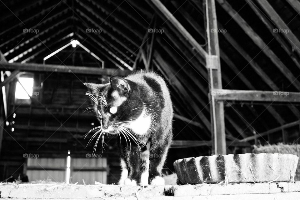 Barn kitty in a hay loft in black and white 