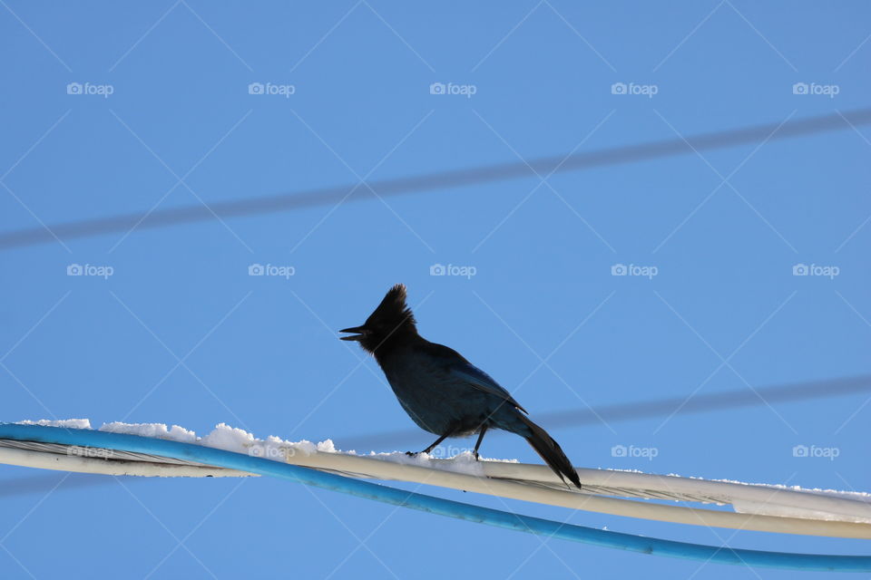 Blue Jay perching 