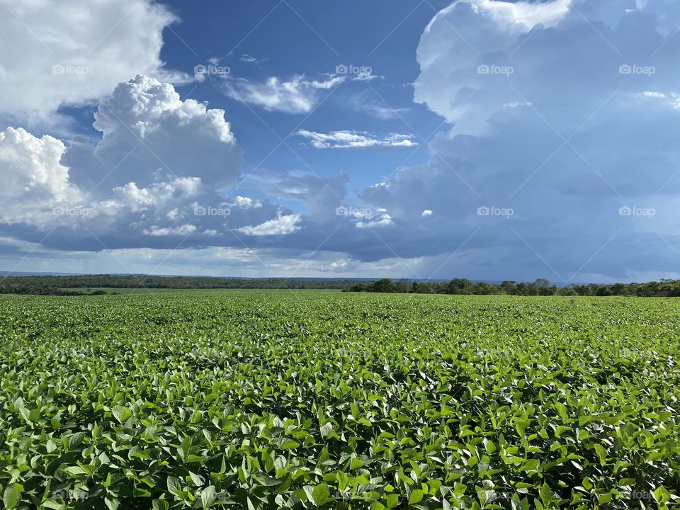 Soybean farming