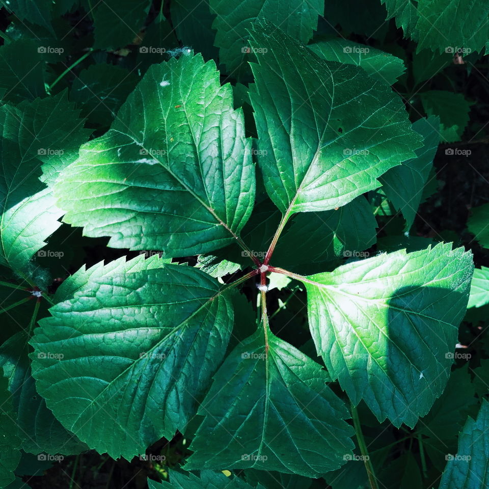 green leaf texture