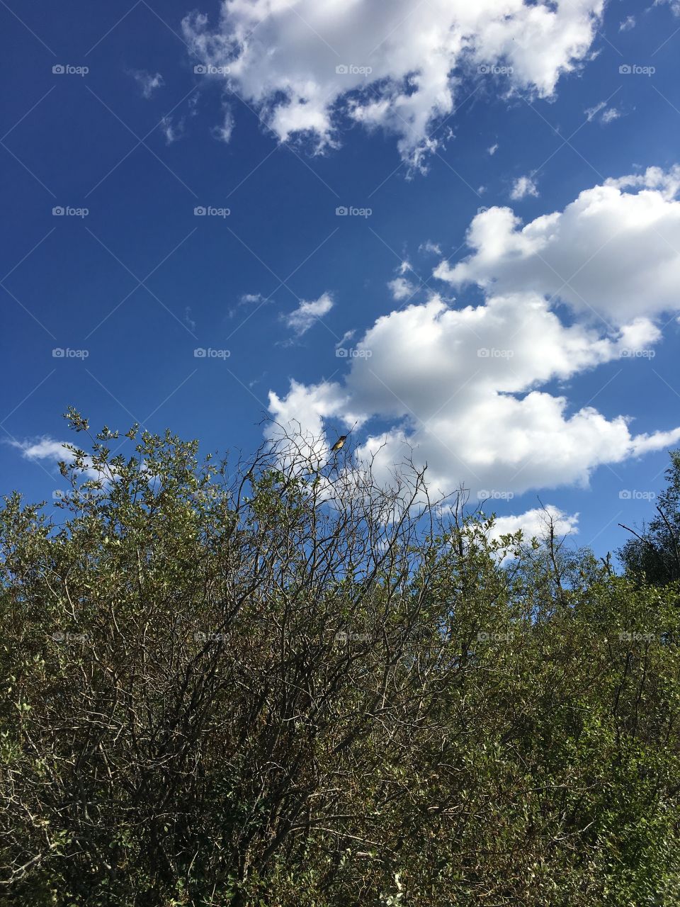 Landscape, Sky, Tree, Nature, No Person