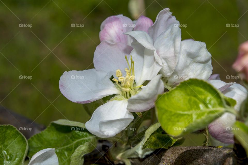 Spring colors. (Apple tree)