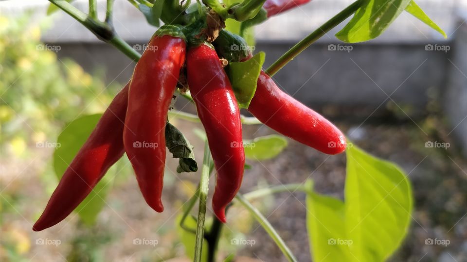 Homegrown Hot Peppers