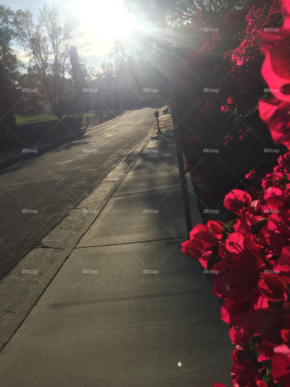 Beautiful flowers along street with sunlight and shadows. Backlight shining through the flower petals. 