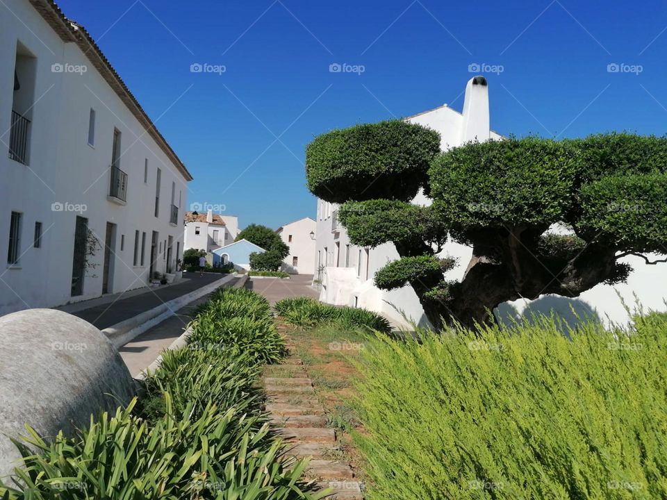 white house with bonsai