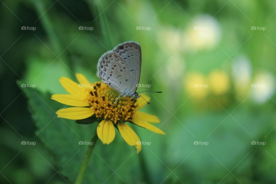 Little butterfly breakfast
pale grass blue