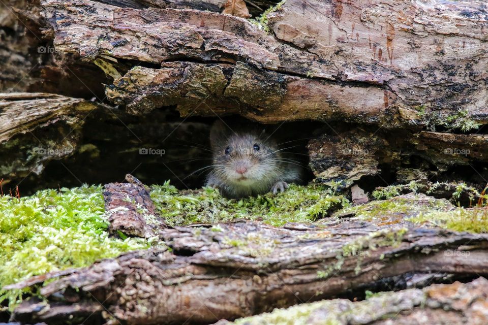 Little mouse getting out from its wood hole