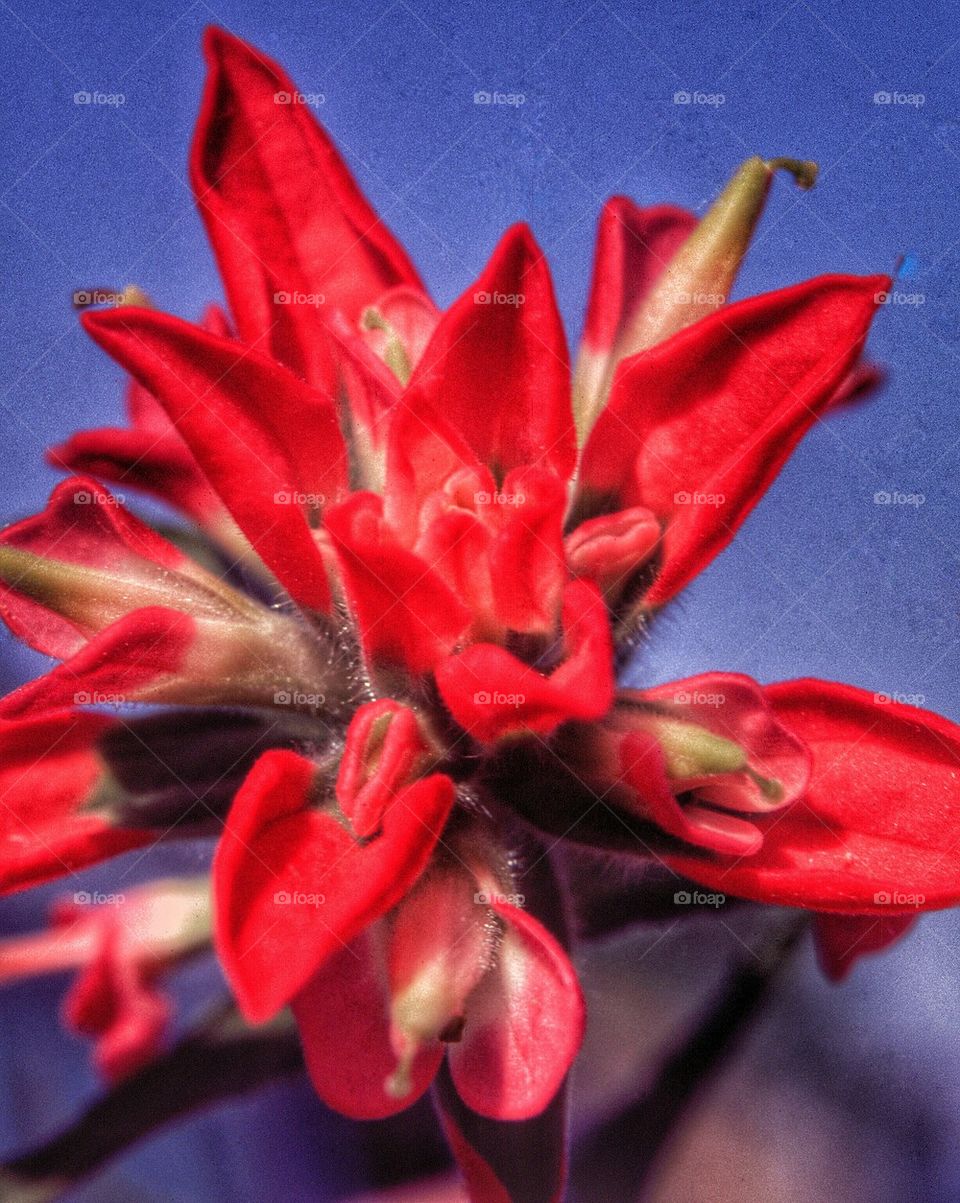 Indian Paintbrush