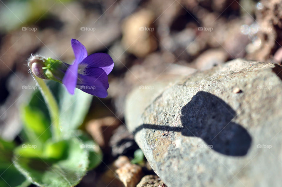 Purple-Blue Flower Admiring her Shadow