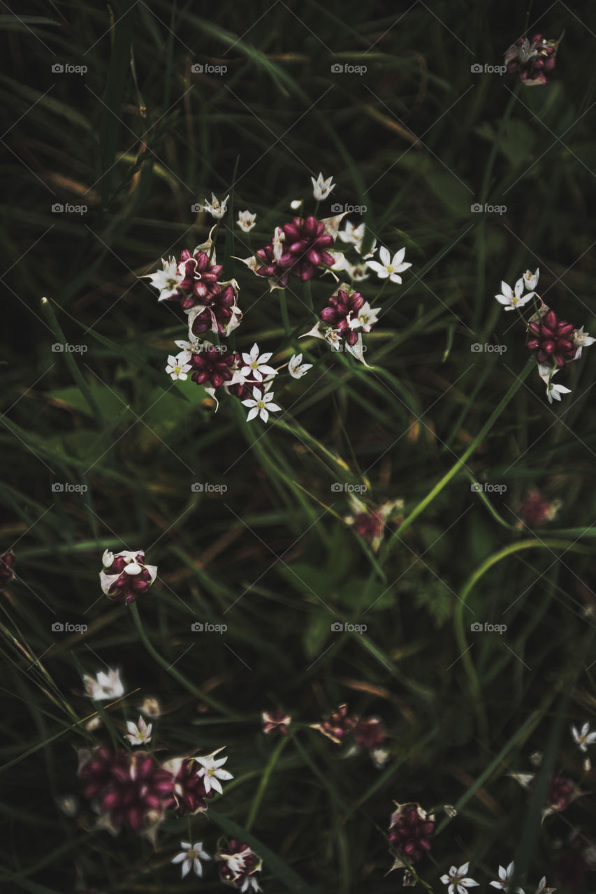 wildflowers. wildflowers in spring 