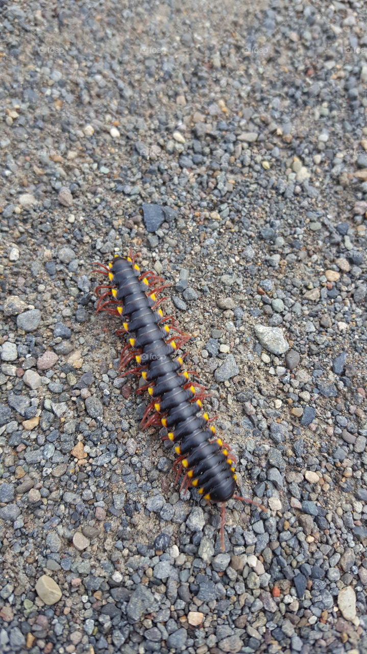 Centipede in Costa Rica.