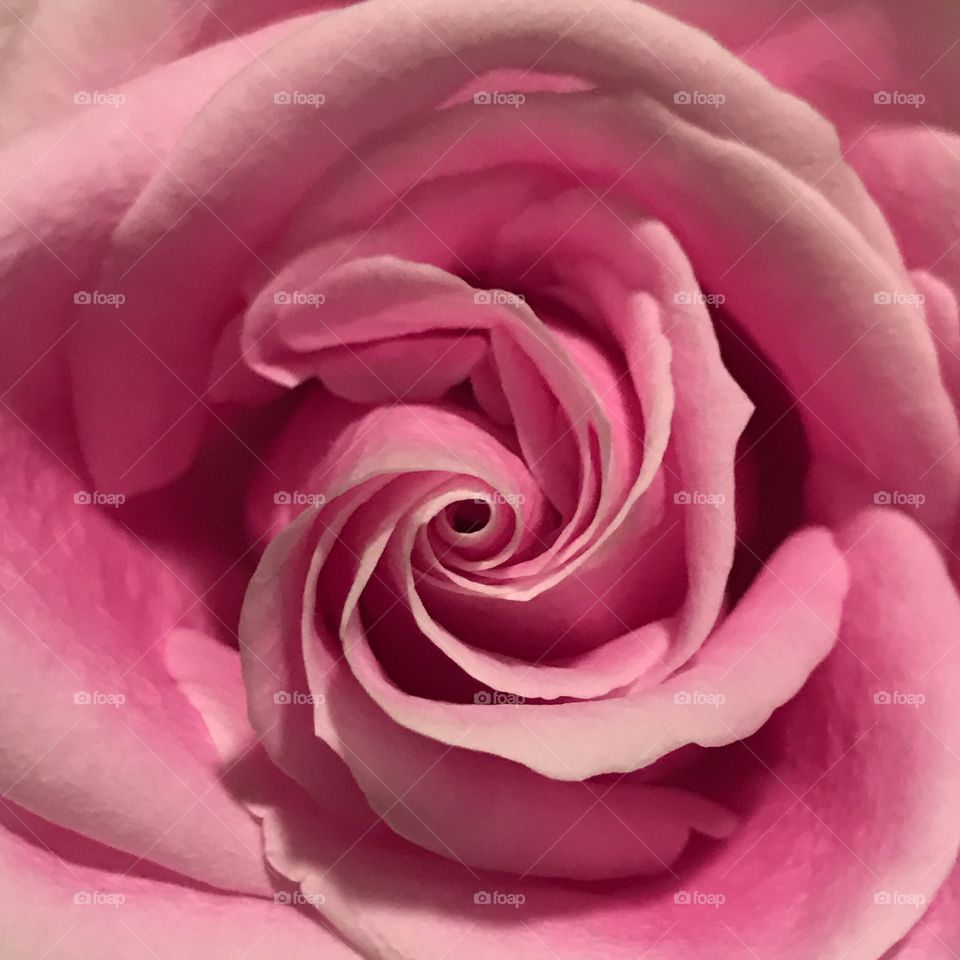 Rose tinted 