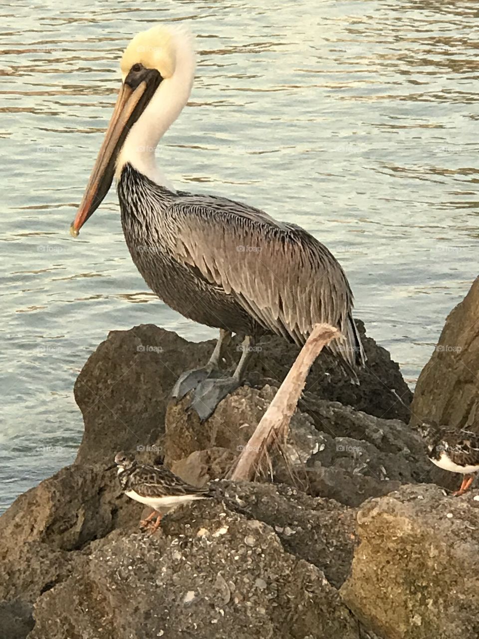 Pelican by the water