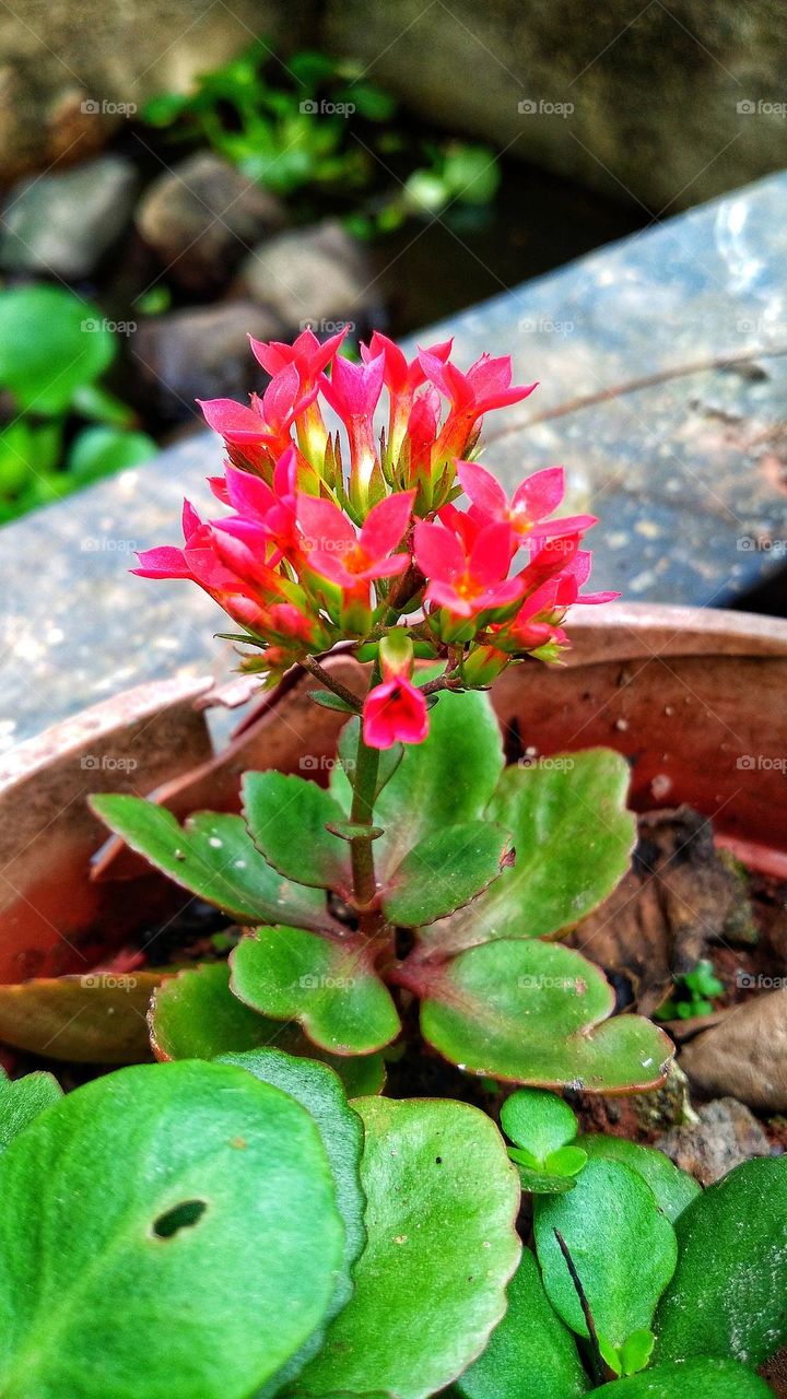 Beautiful Kalanchoe blossfeldiana flowers growing in the garden