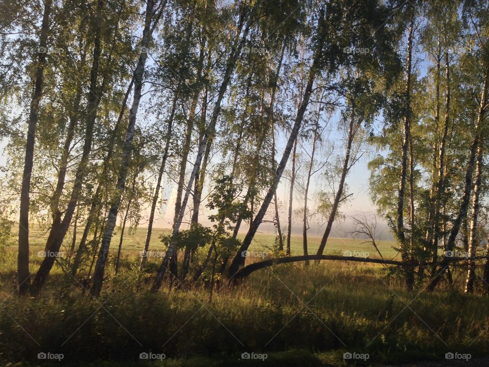 Forest, sunrise, fog