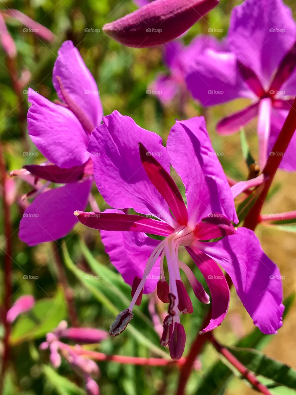 Wild Pink