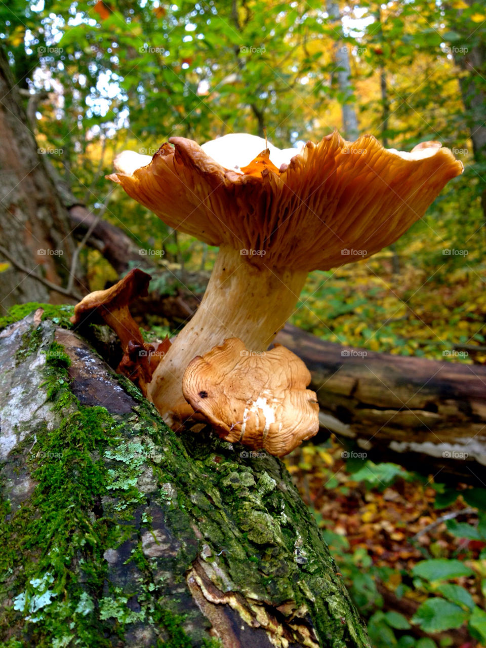 fall mushroom mission5 by asa1212