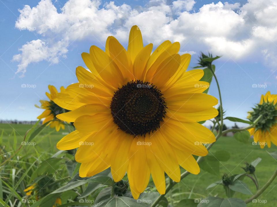 Sun flower | flor del Sol