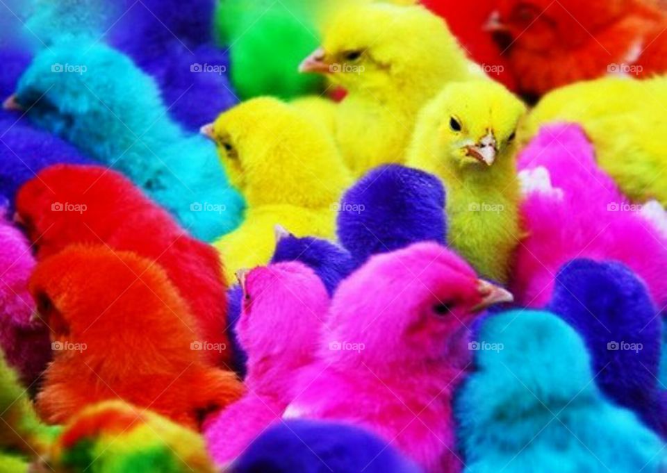 colourfull chicks in indonesian traditional market