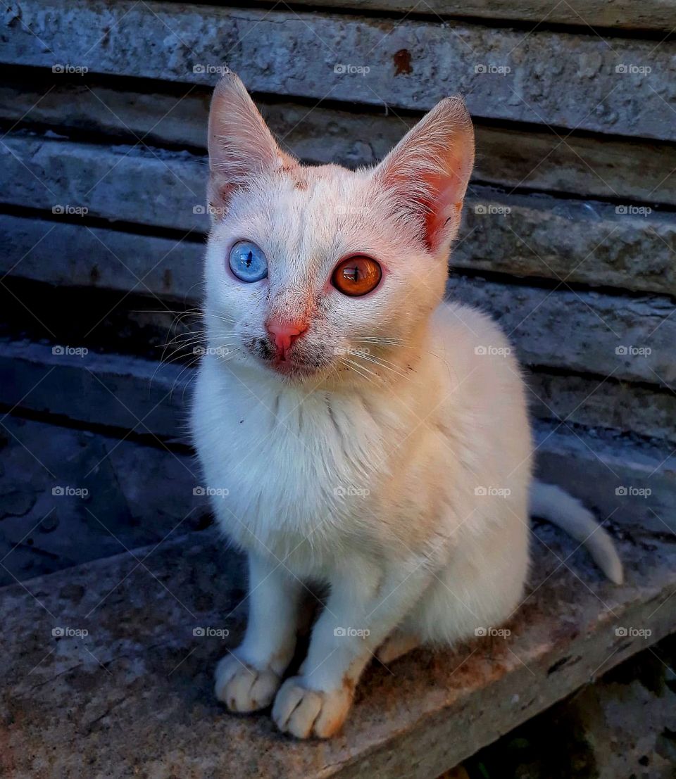 Anatolian cat