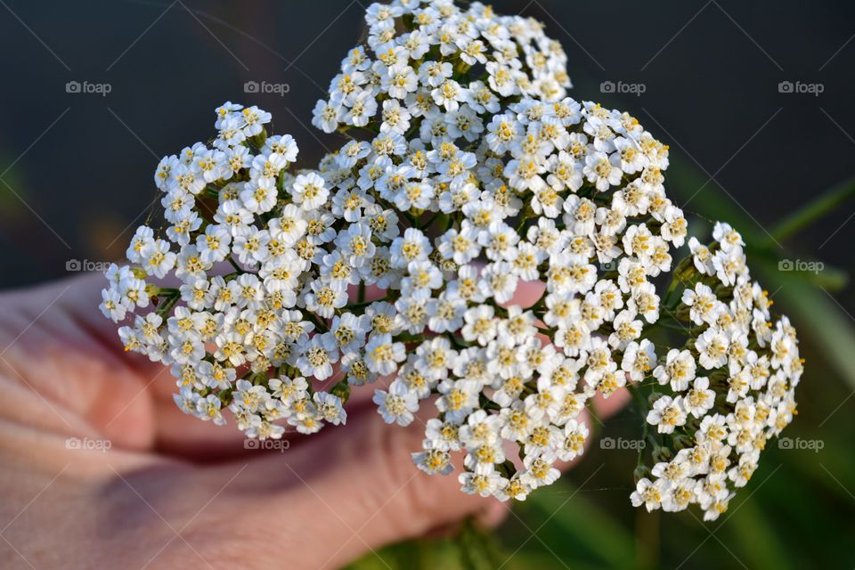 small white gentle flowers in the hand growing on a lake shore