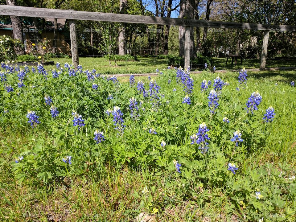 Bluebonnets
