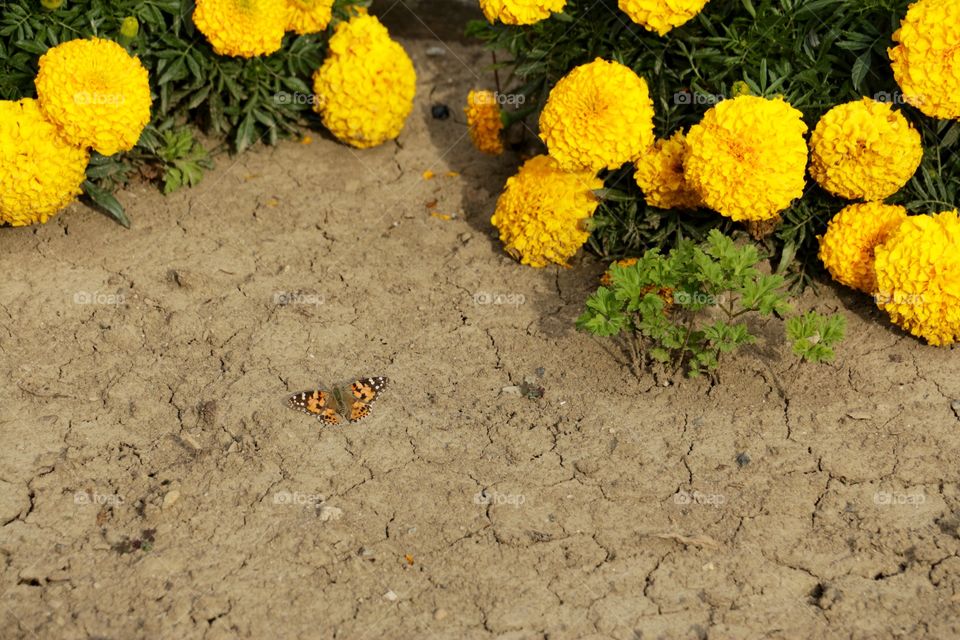 Yellow butterfly and yellow flowers