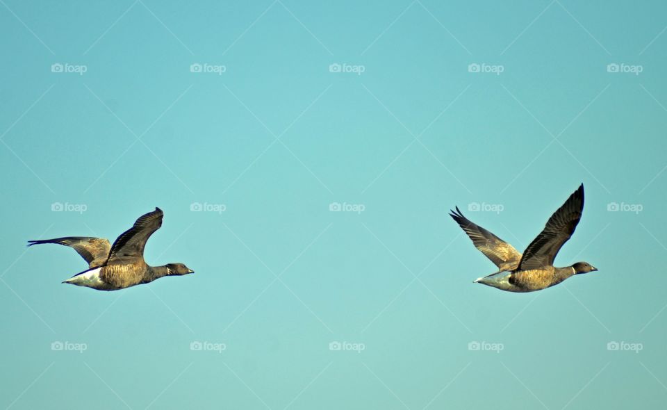 Flying geese