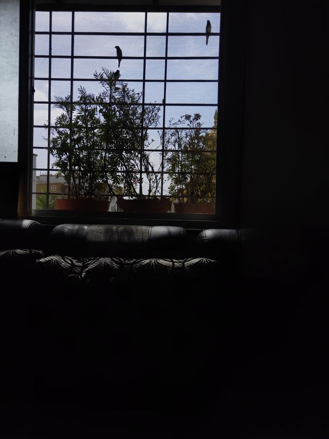 Shadow🐦