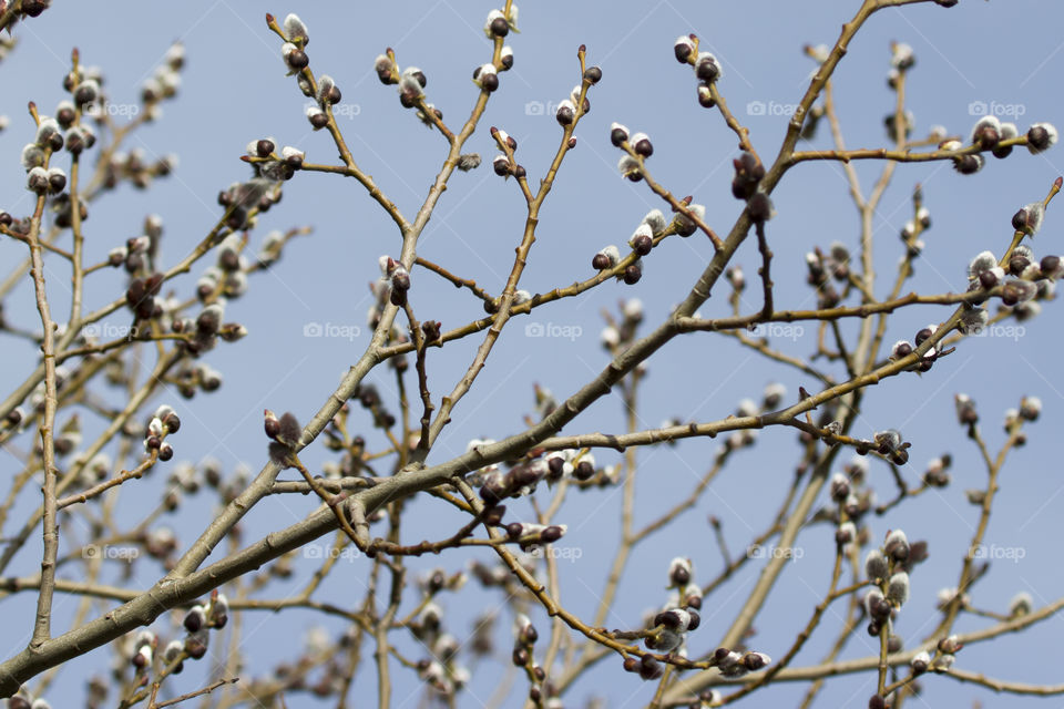 Close-up of tree branch