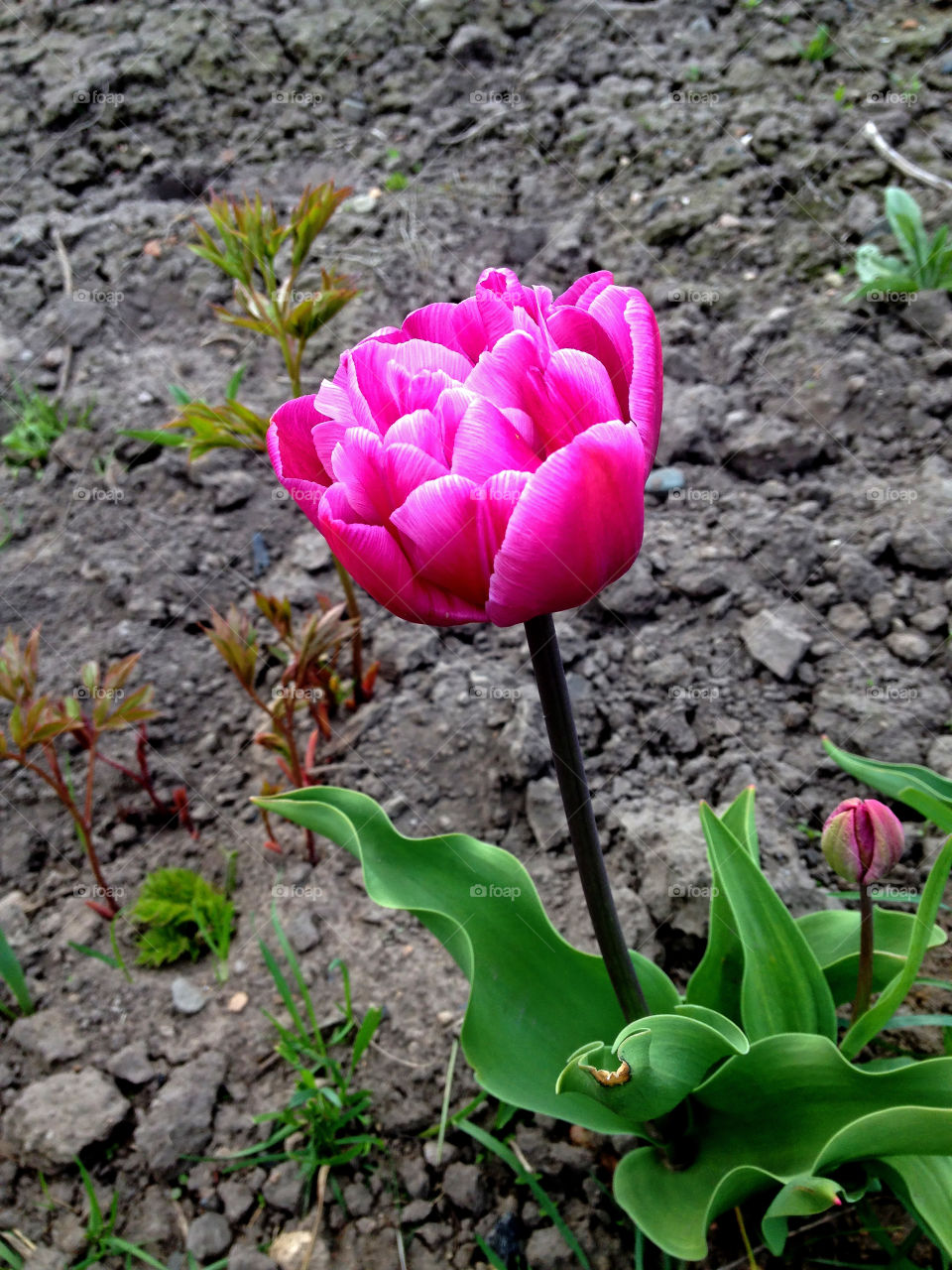 beautiful spring flower in the garden