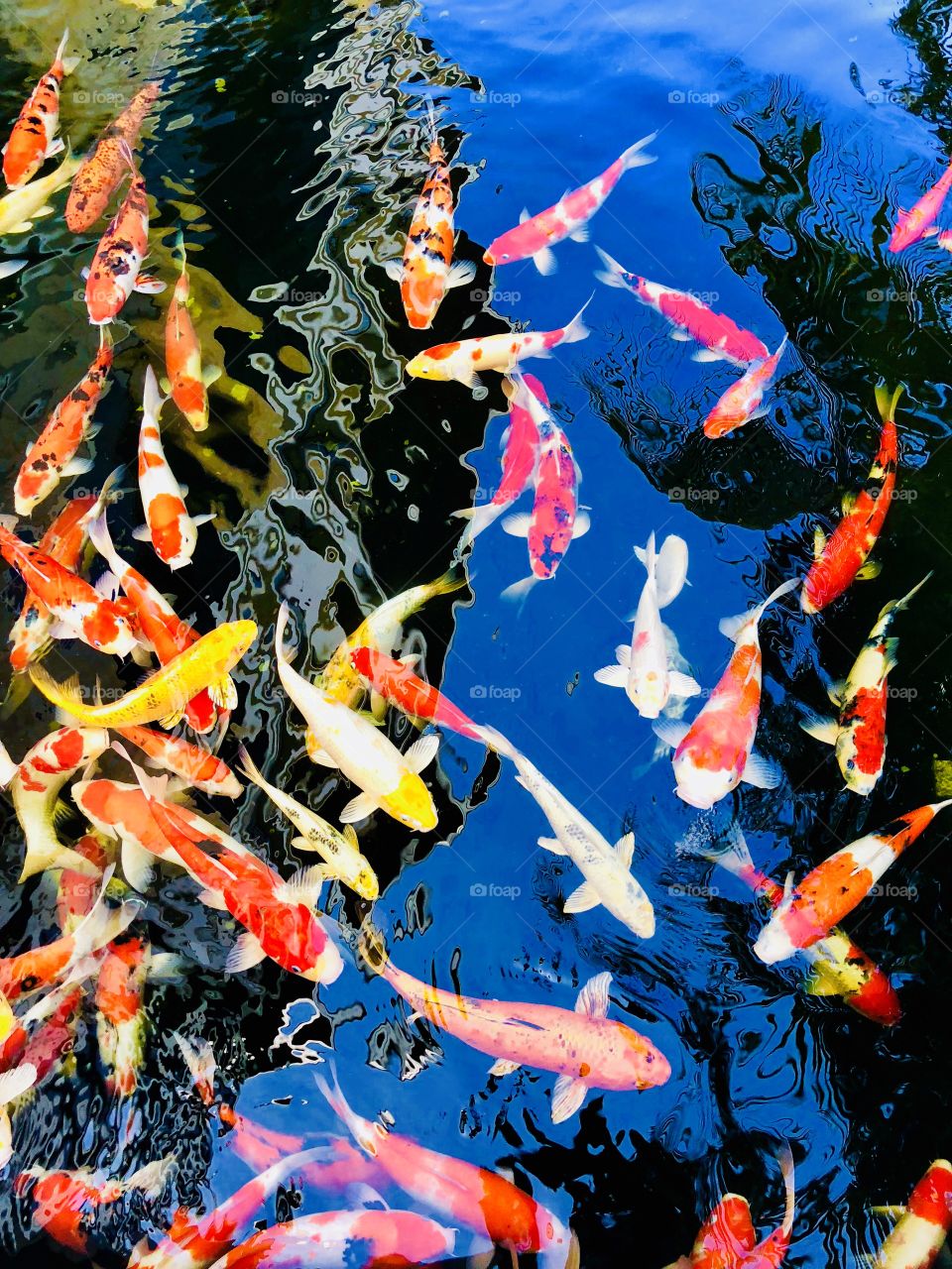 Not a painting. It’s a real pond with koi fish in it! 