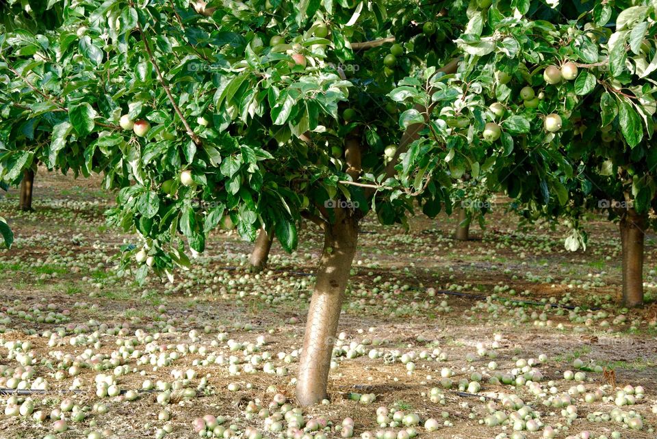 Apples in kivik