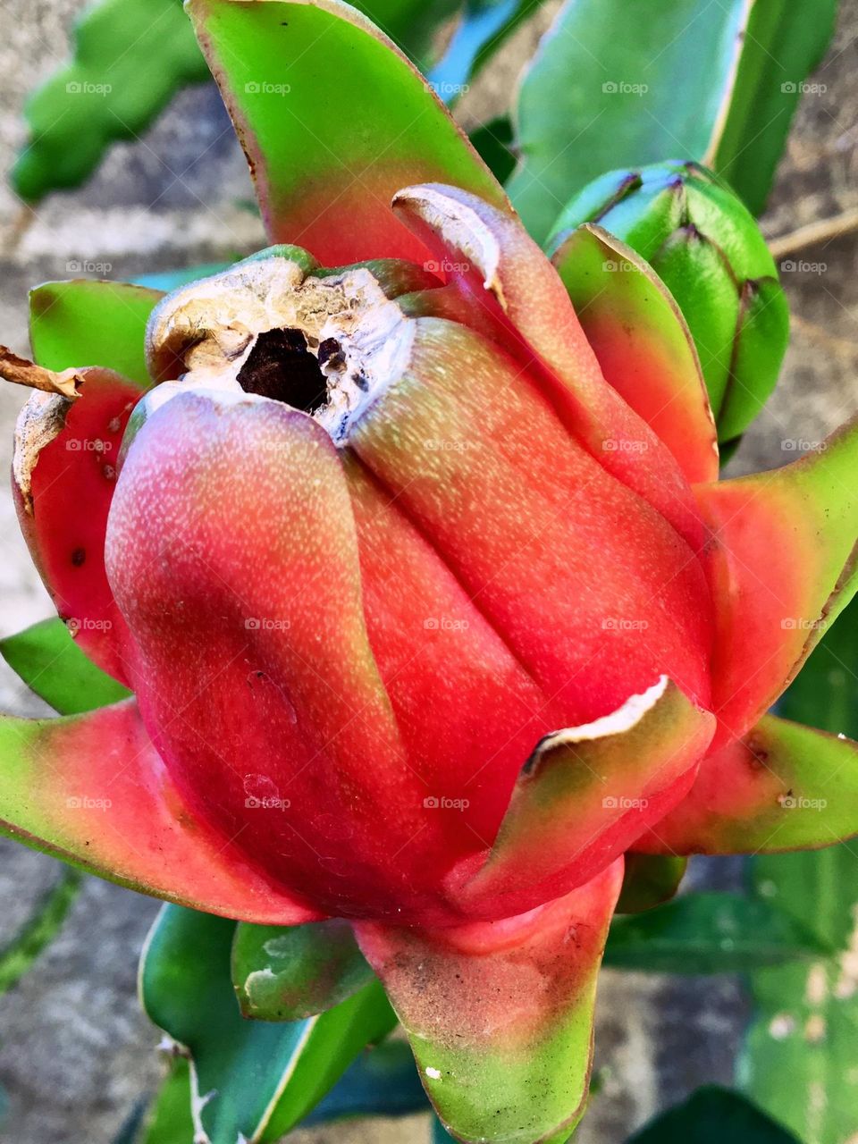 Pitaya