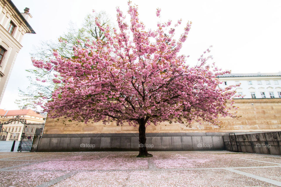 Cherry blossom tree